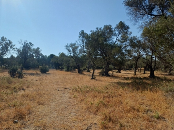 Πώληση Αγροτεμάχιο Πύργοι Θερμής Αγγελία 17305