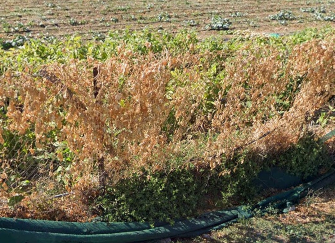 Πωλείται Κτήμα Αεροδρόμιο Αγγελία 17507